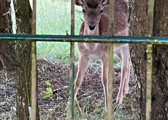 Sloneczny ,kaszuby Domek letniskowy